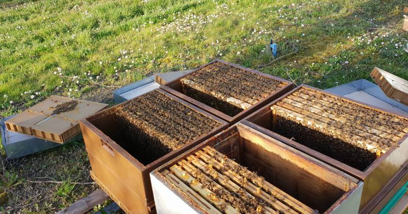 essaims mois de mars proche d'agen en Lot et Garonne