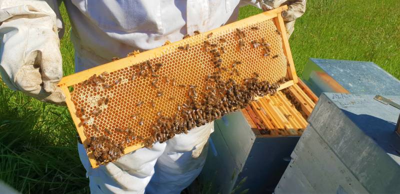 apiculteur éleveur d'essaims en Agenais Lot et Garonne