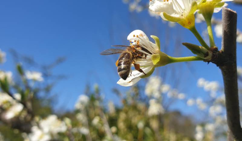 essaim d'abeilles pollinisation en Lot et Garonne